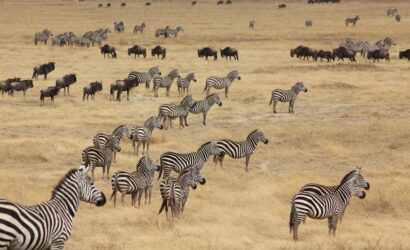 Serengeti National Park