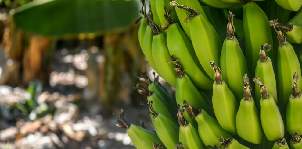 Bananenplantage