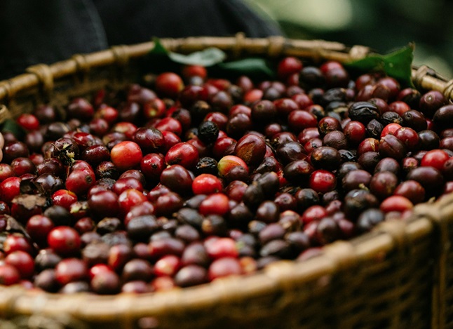 Koffie plantage