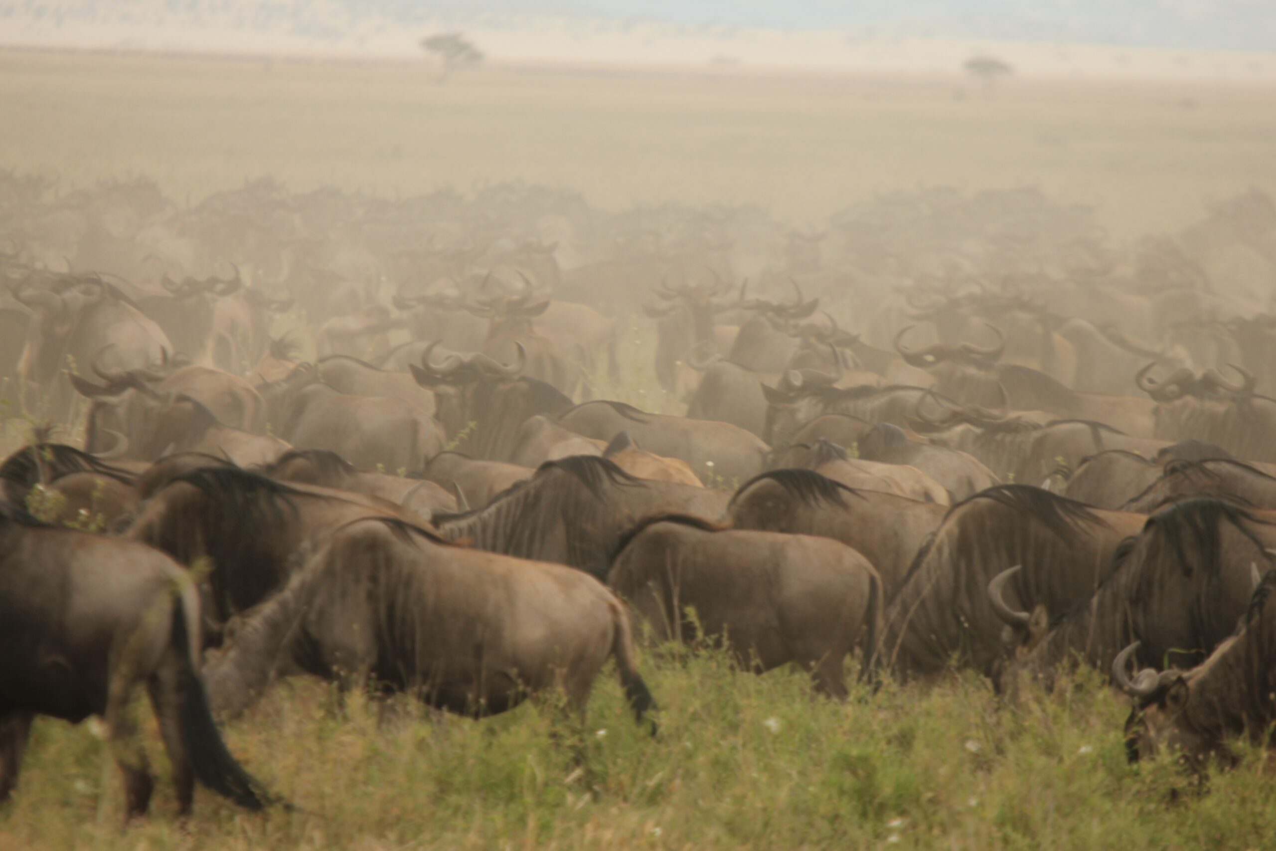 Trek of the Wildebeasts (2)