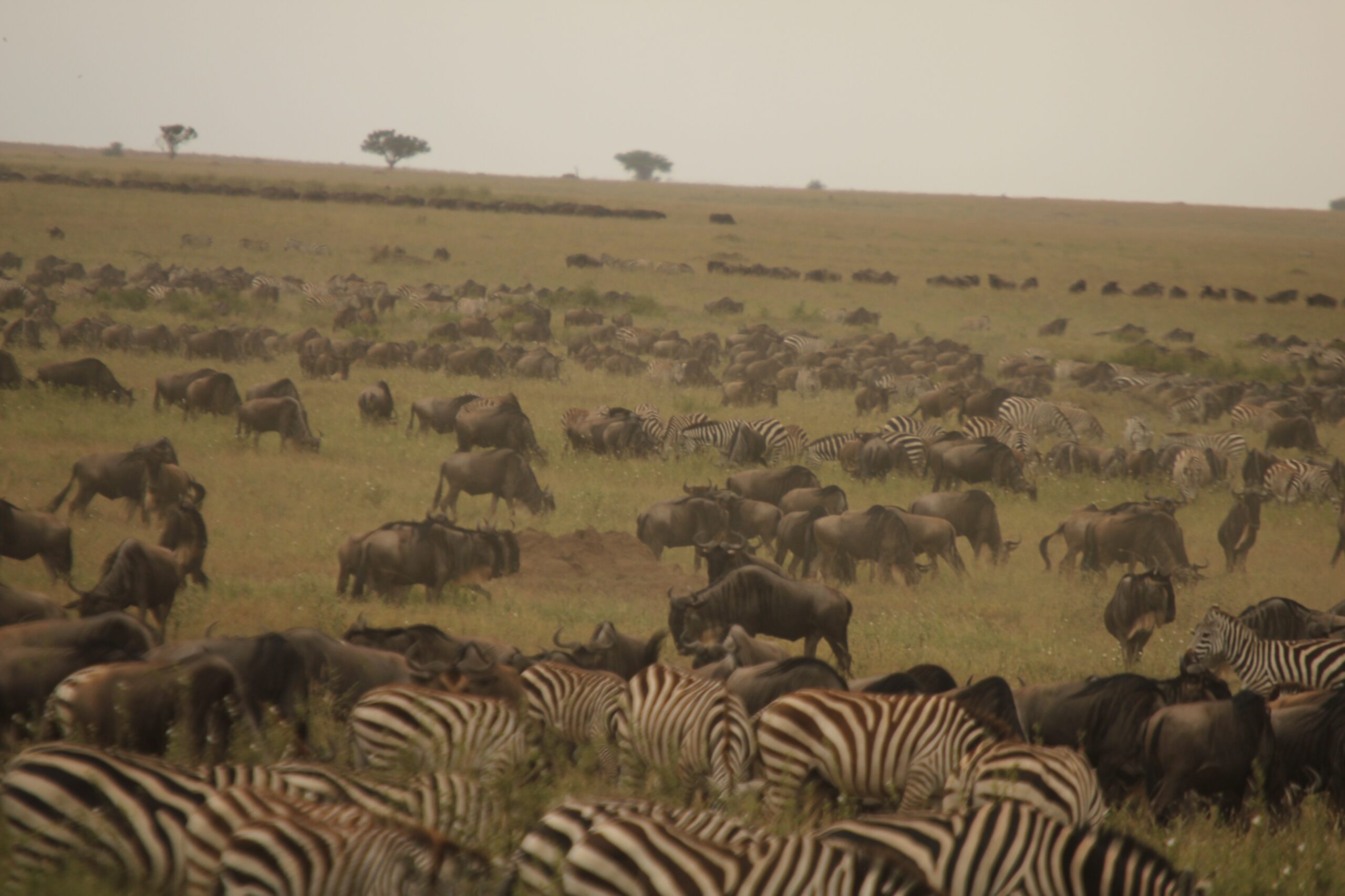 Trek of the Wildebeasts